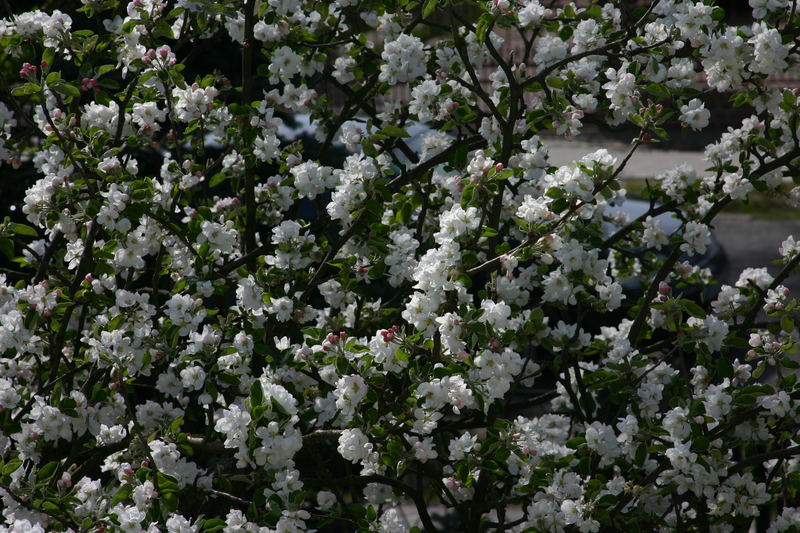 Apfel oder Birne?