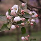 Apfel oder doch Kirsche?