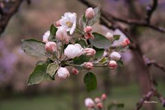 Apfel oder doch Kirsche?