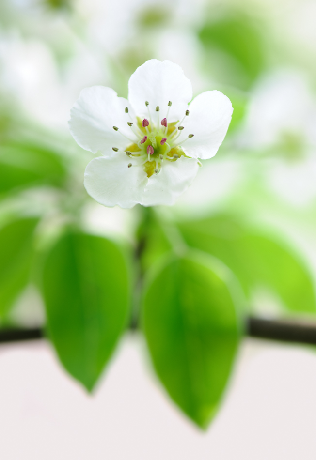 Apfel oder Kirsch?