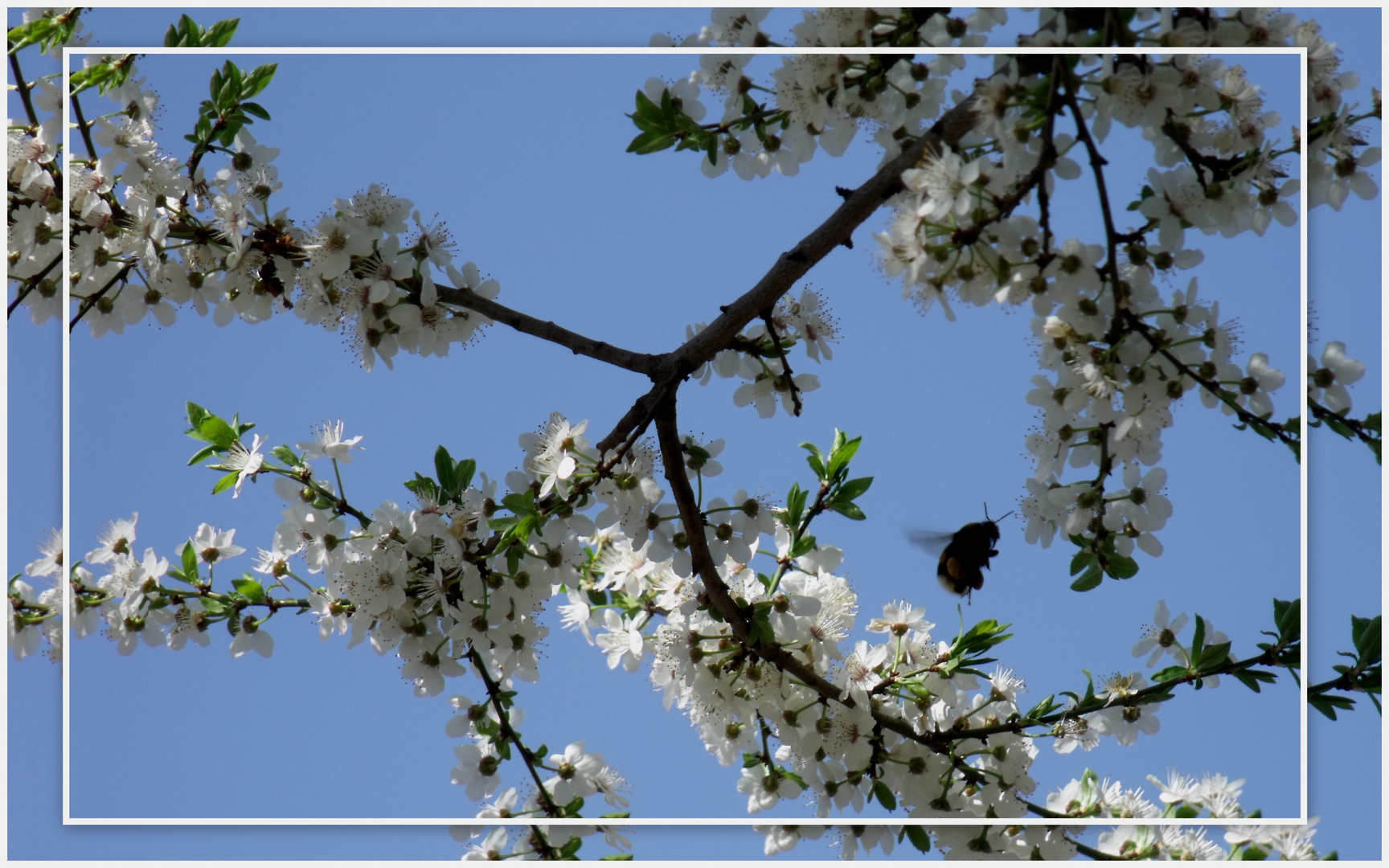 Apfel oder Kirschbaum