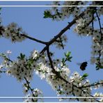 Apfel oder Kirschbaum