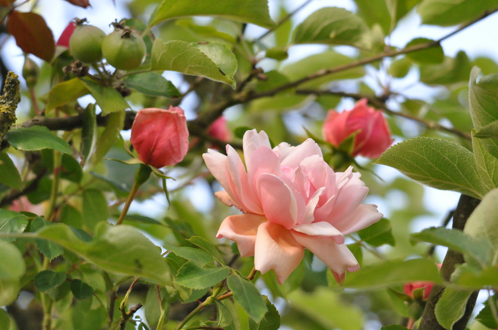 Apfel oder Rose? Oder Apfelrose?