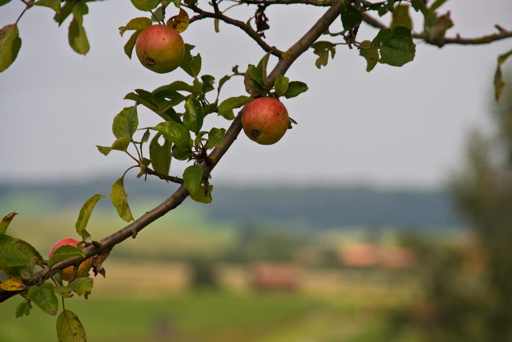 Apfel-Ornament