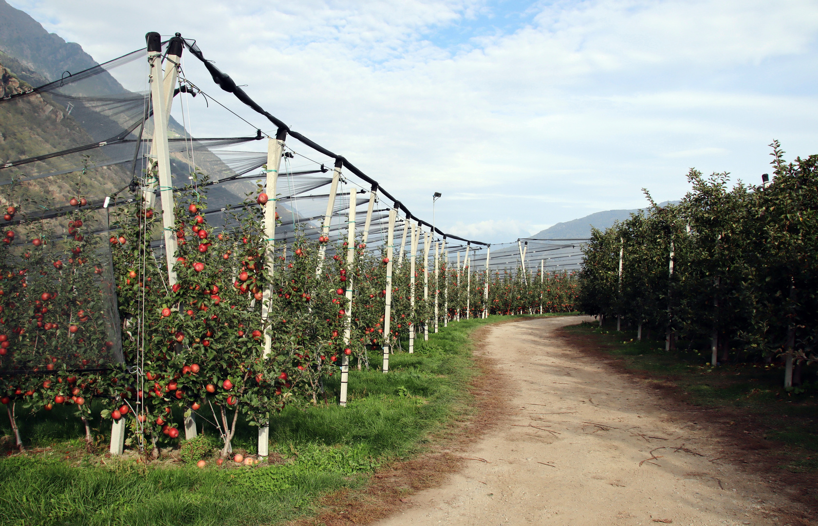 Apfel - Plantagen