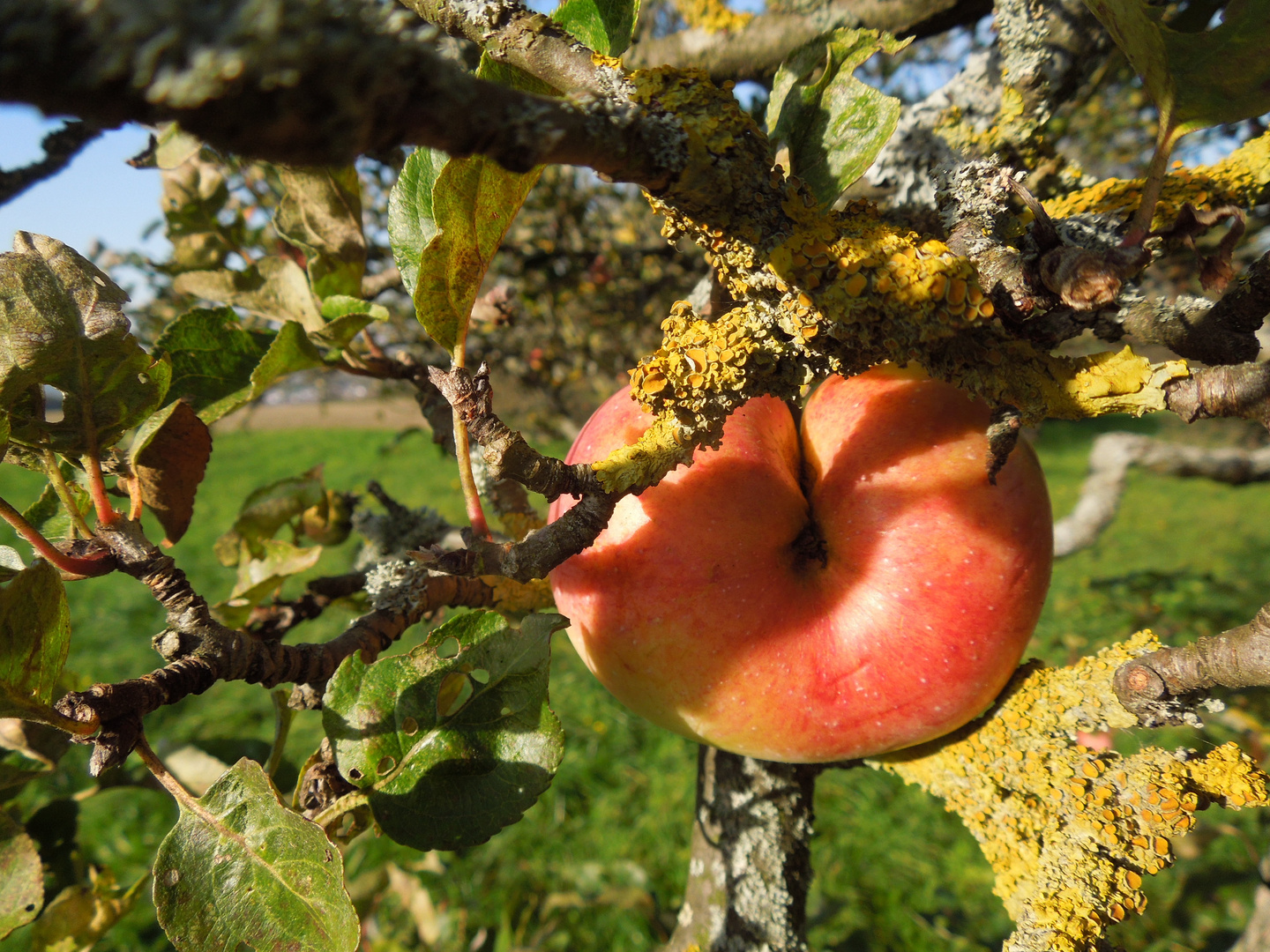 Apfel-Po ;-)