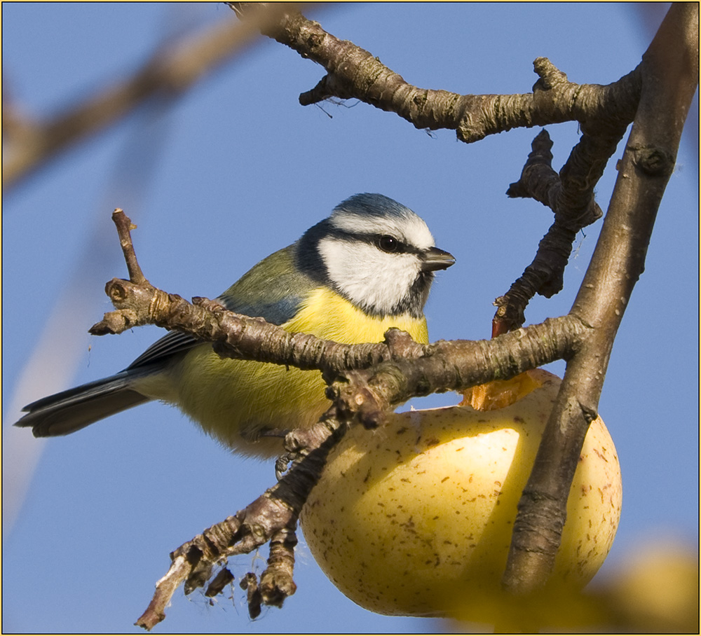 Apfel schmeckt