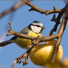 Apfel schmeckt