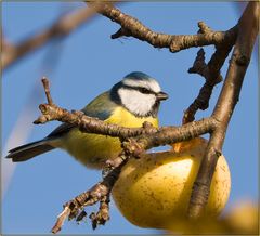 Apfel schmeckt