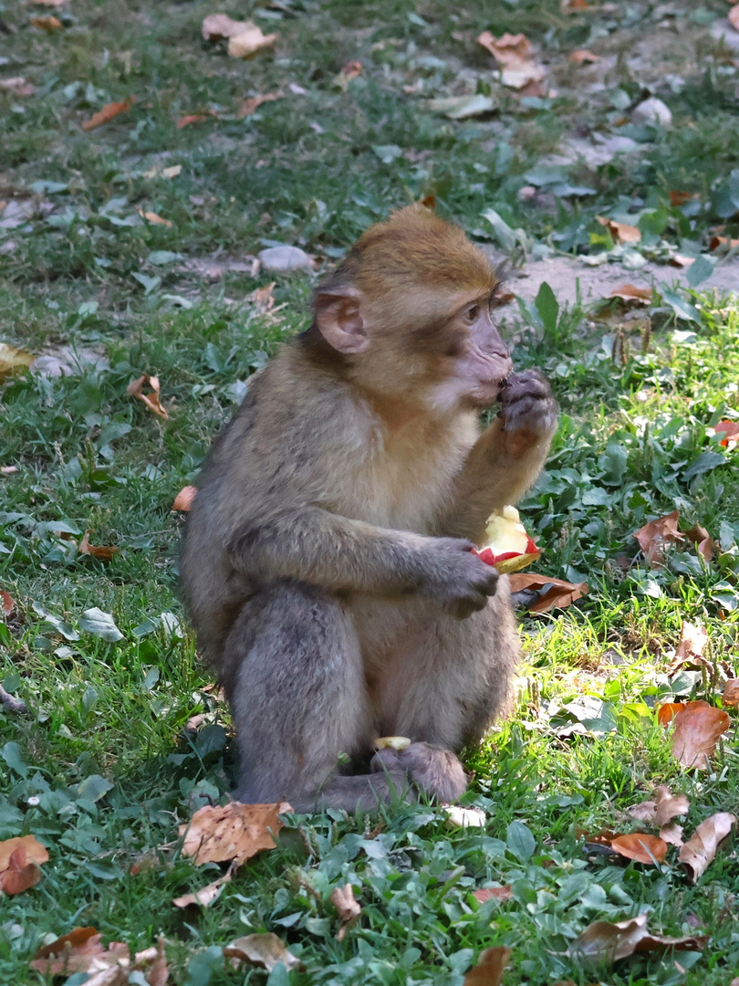 Apfel schmeckt gut...