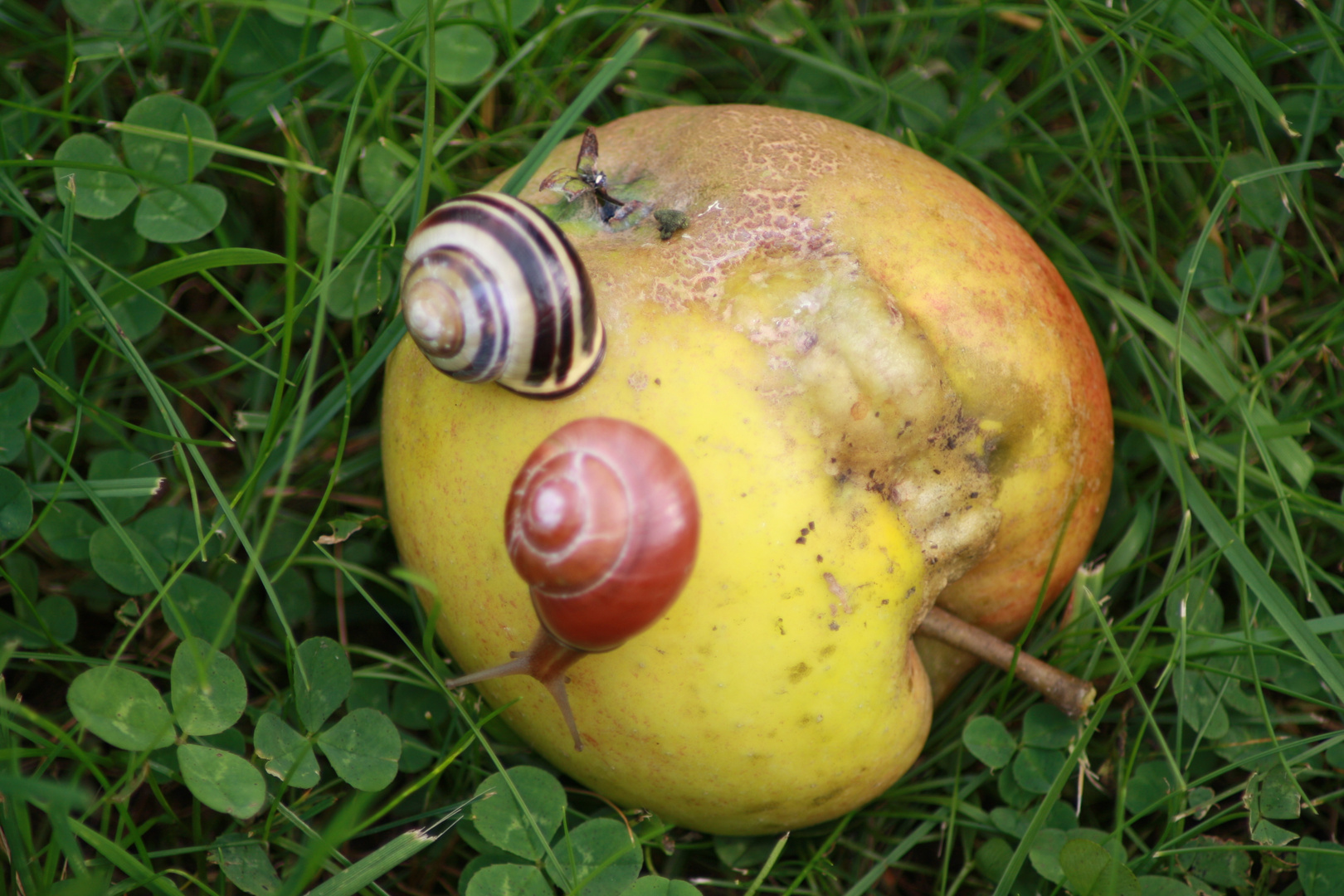 Apfel Schnecken Foto &amp; Bild | pflanzen, pilze &amp; flechten, schnecken auf ...