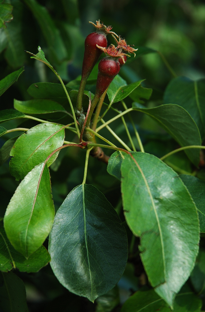 Apfel-Schönheit