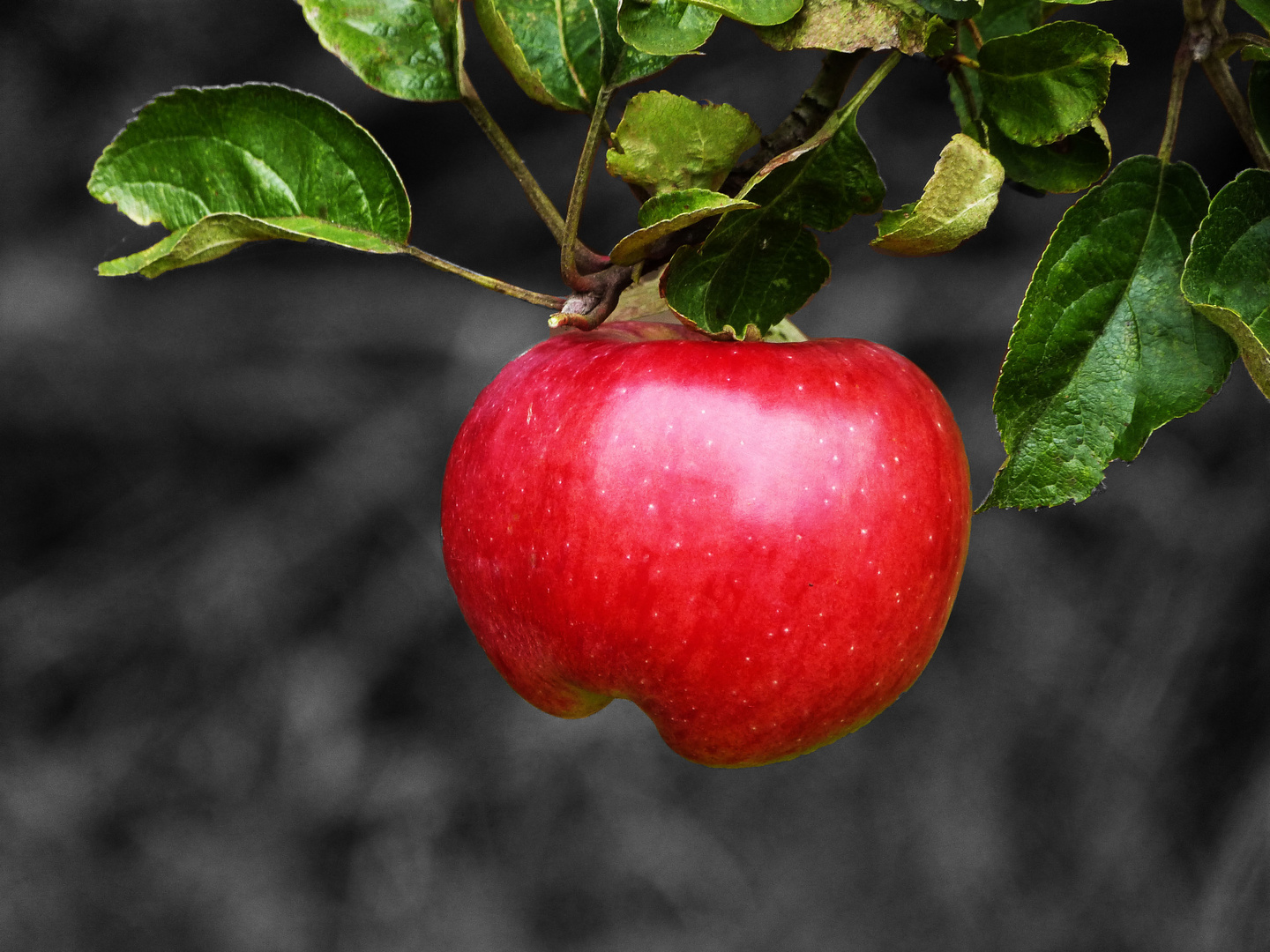 Apfel (schwarz, rot)