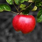 Apfel (schwarz, rot)