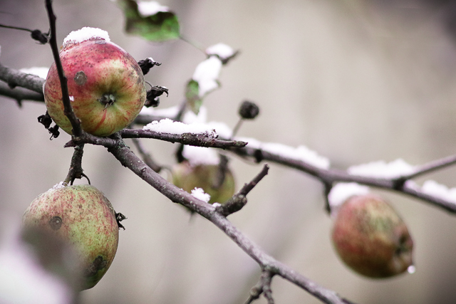 Apfel-Spätlese 