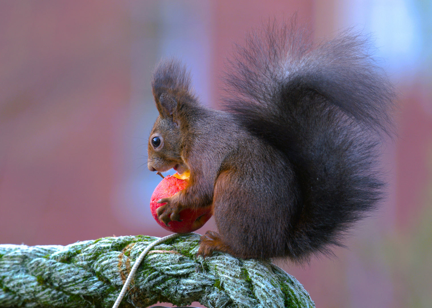 Apfel statt Nuss Foto &amp; Bild | tiere, wildlife, säugetiere Bilder auf ...