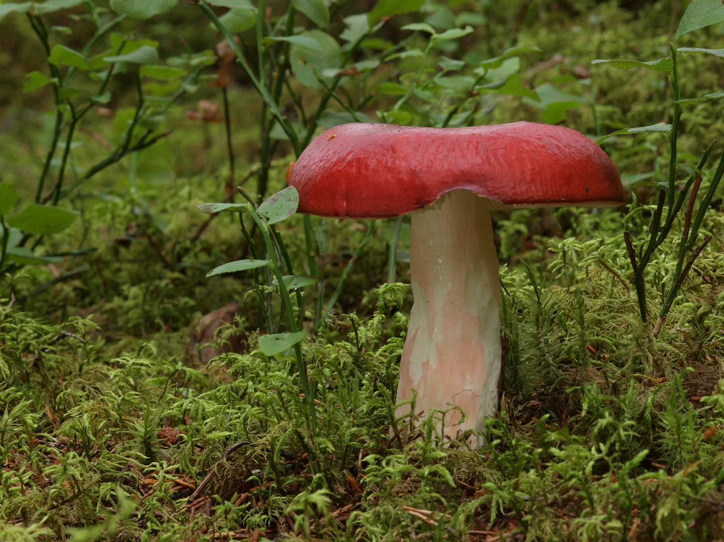 Apfel-Täubling (Russula paludosa)