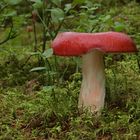 Apfel-Täubling (Russula paludosa)