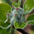 Apfel trägt noch Pelz