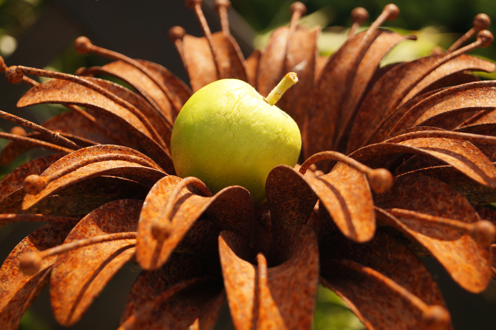 Apfel trift Rostblüte...