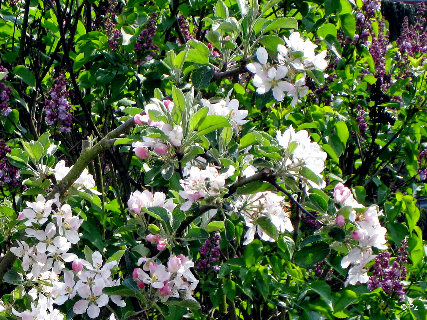 Apfel- und Fliederblüten ...