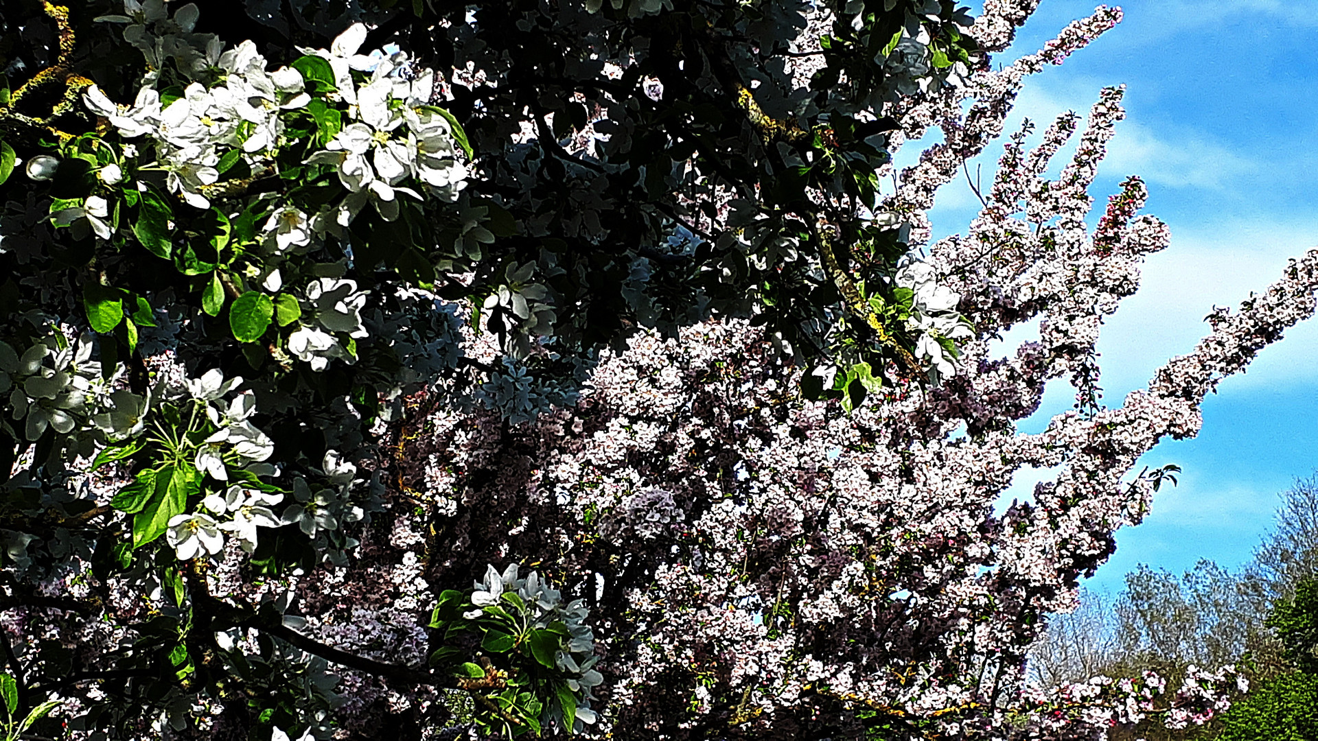 Apfel und Kirsche Foto & Bild pflanzen, pilze & flechten, landschaft