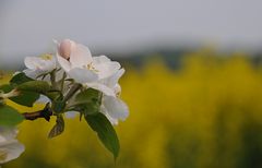 Apfel und Raps