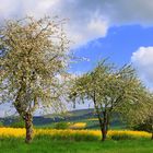 -Apfel-und Rapsblüte-