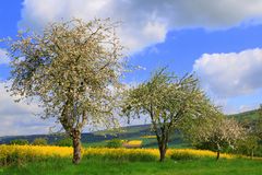 -Apfel-und Rapsblüte-