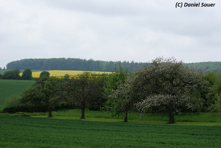 Apfel- und Rapsblüte