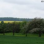 Apfel- und Rapsblüte