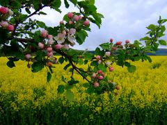 -Apfel-und Rapsblüte-