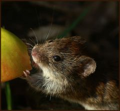 Apfel wird gerne genommen