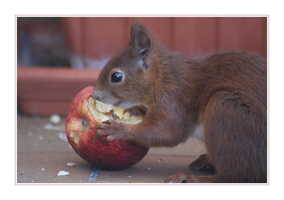 Apfel zum Dessert