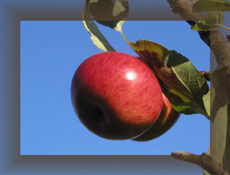 Apfel "zum Reinbeissen"