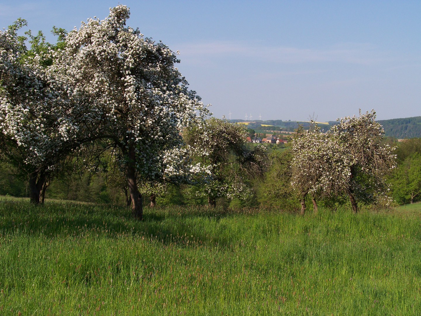 Apfelbäume