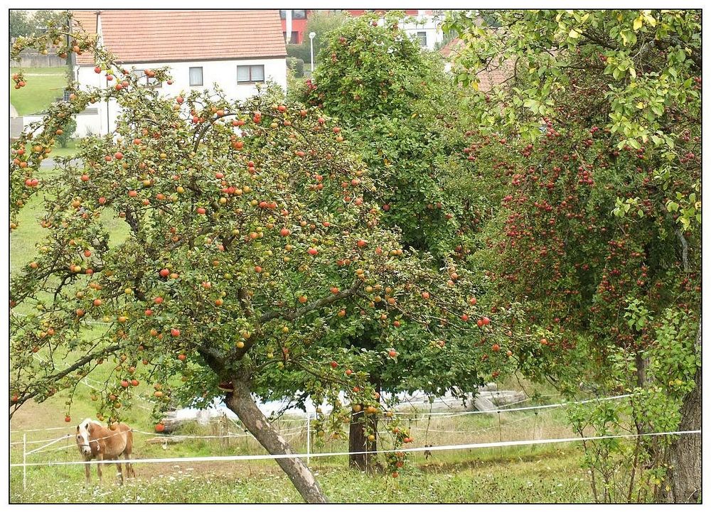 Apfelbäume am Dorfrand ...