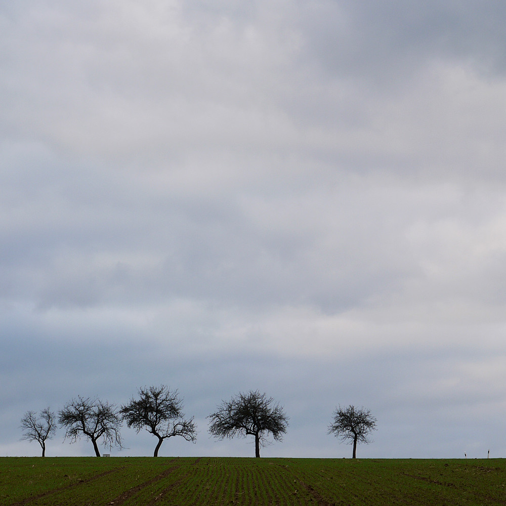 Apfelbaeume am Hachenburger Weg (Rossbach, Westerwald)