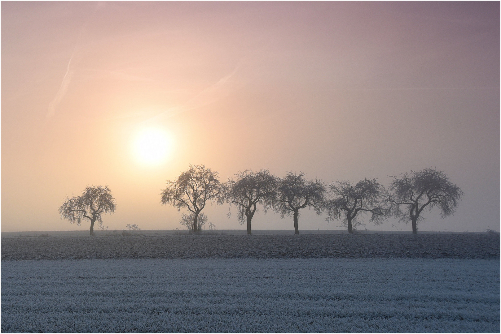 Apfelbäume bei Sonnenaufgang