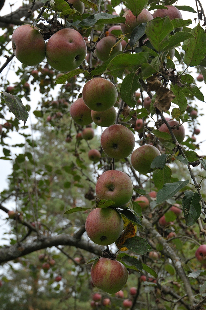 Apfelbäume: Die Sorte schmeckt richtig gut