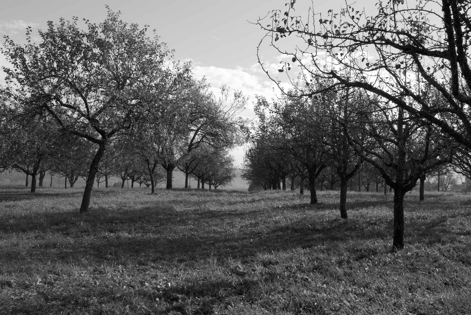 Apfelbäume im frühen Winter