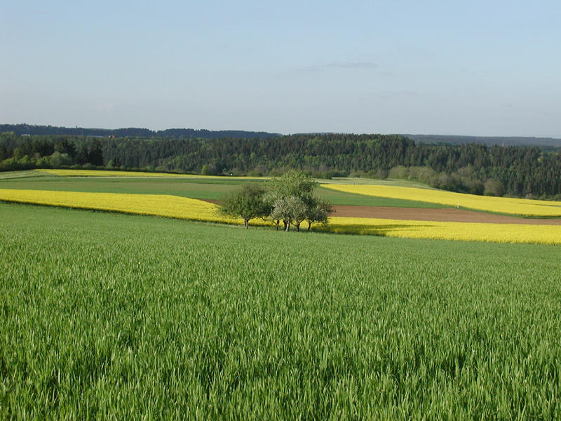 Apfelbäume im Frühling