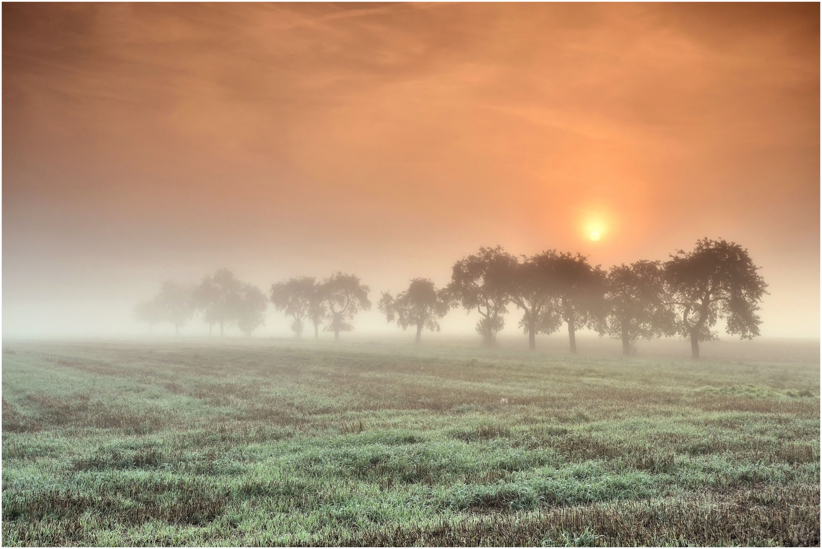 Apfelbäume im Nebel