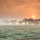 Apfelbäume im Nebel