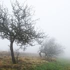Apfelbäume im Nebel