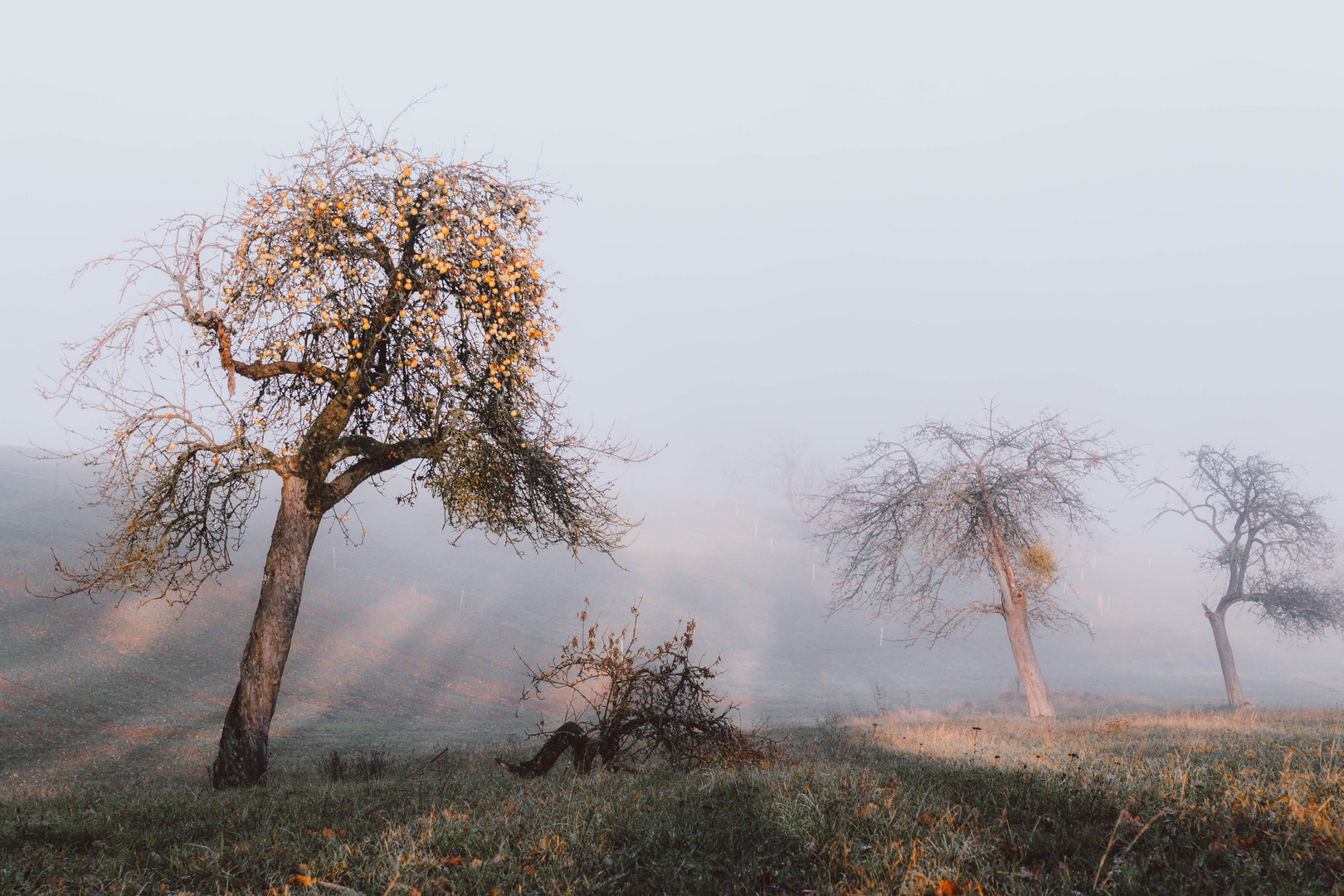 Apfelbäume im Nebel