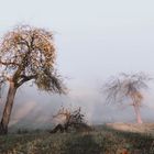 Apfelbäume im Nebel