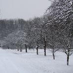 Apfelbäume im Schnee