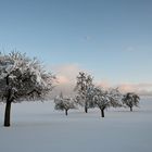 Apfelbäume im Winter