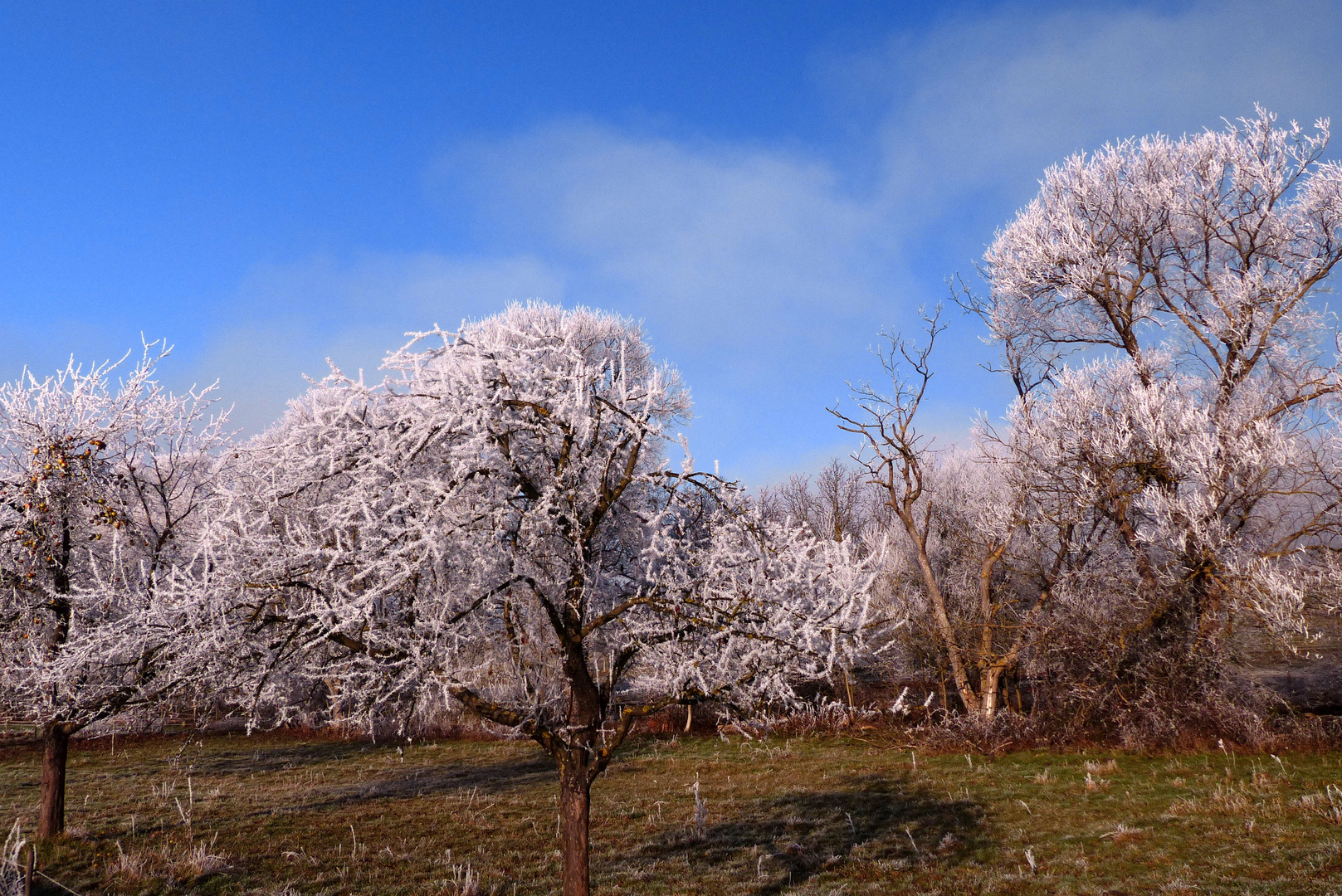 °°°° Apfelbäume im Winter °°°°